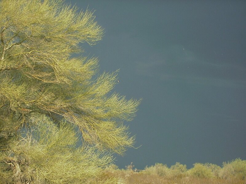 Tree Branches Against Sky — Green, Calm