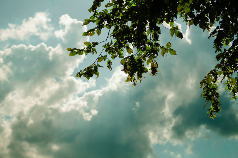Tree Branches Against Sky — Green