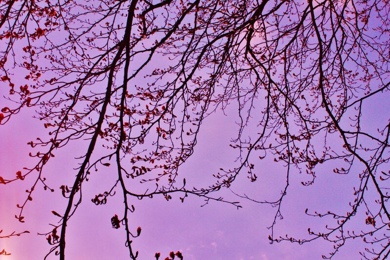 Tree Branches Against Sky — Purple