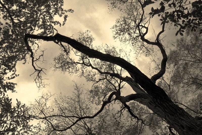 Tree Branches Against Sky — Sepia