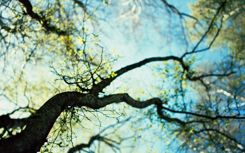 Tree Branches Against Sky — Spring