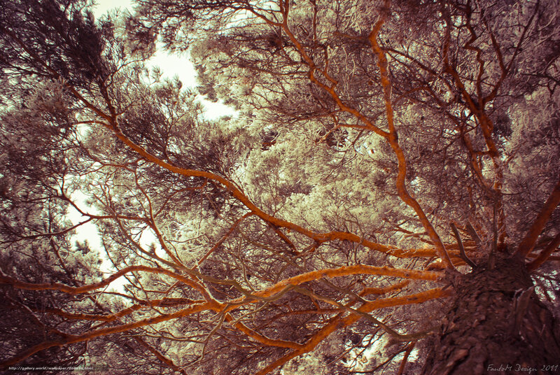 Tree branches against sky