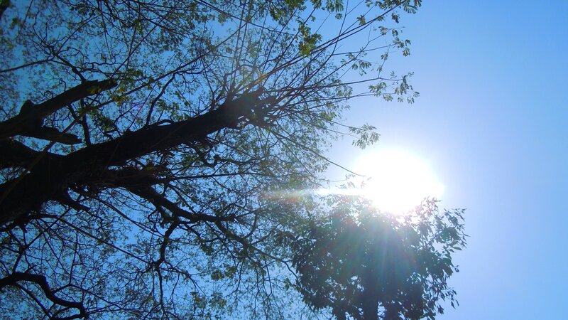 Tree Branches Against Sun