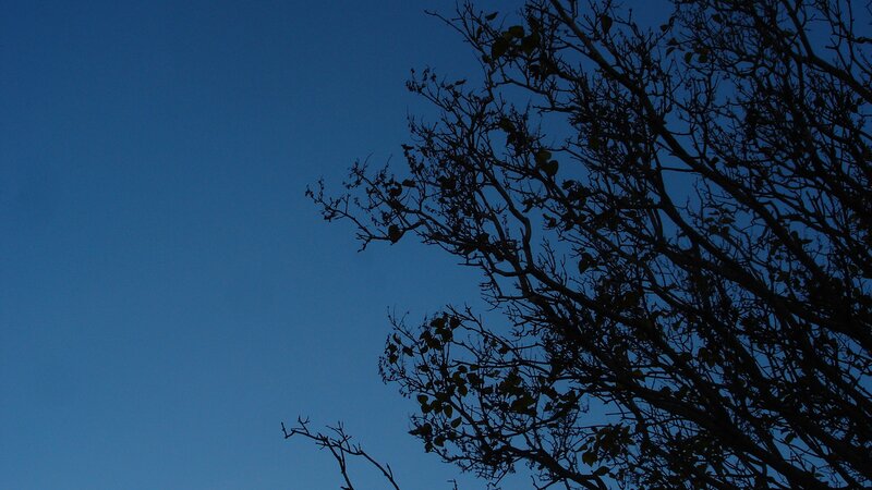 tree branches against twilight sky