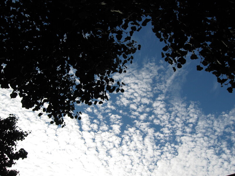Tree Branches and Clouds
