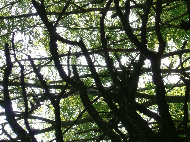 Tree Branches and Leaves — Green, Natural, Afternoon, Photograph