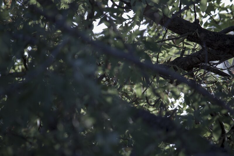 Tree Branches and Leaves — Green, Natural, Afternoon