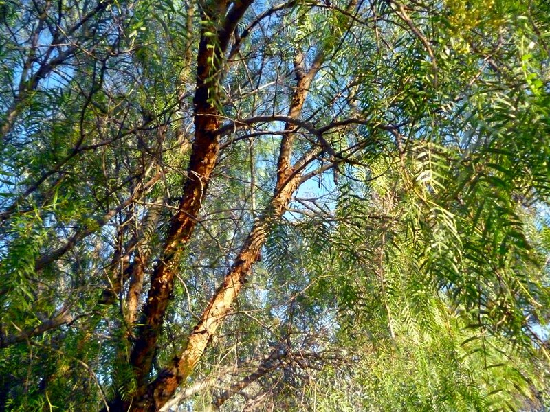 Tree Branches and Leaves — Green, Natural