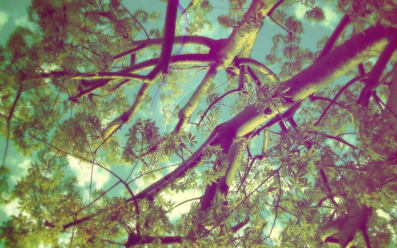 Tree Branches and Leaves — Green, Serene, Afternoon, Photograph, Sky, Clouds