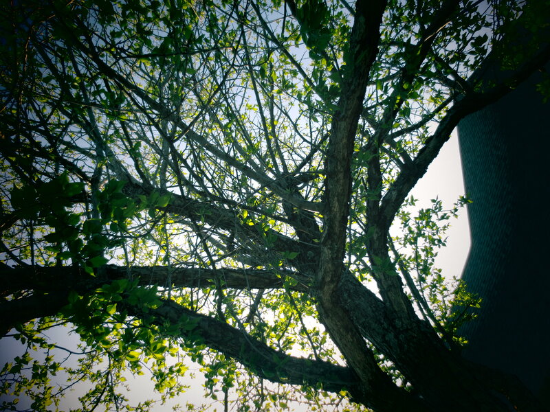 Tree Branches and Leaves — Green, Serene, Afternoon