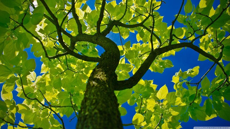 Tree Branches and Leaves — Green, Serene