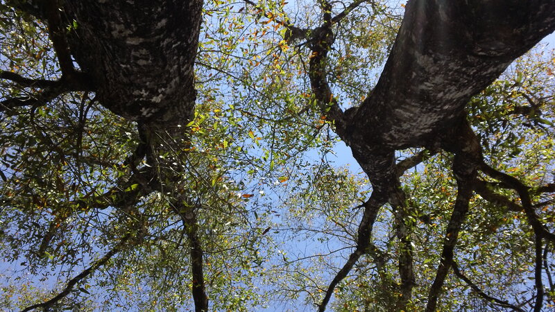 Tree Branches and Leaves — Green
