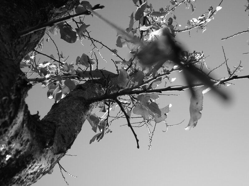 Tree Branches and Leaves