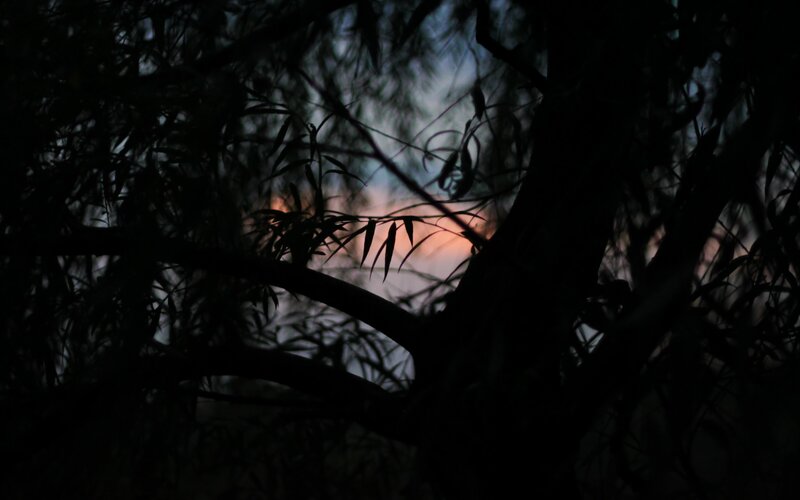 Tree Branches at Dusk — Black, Serene