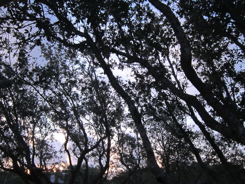 Tree Branches at Dusk — Black