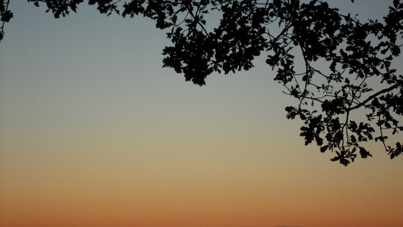 Tree Branches at Dusk — Orange