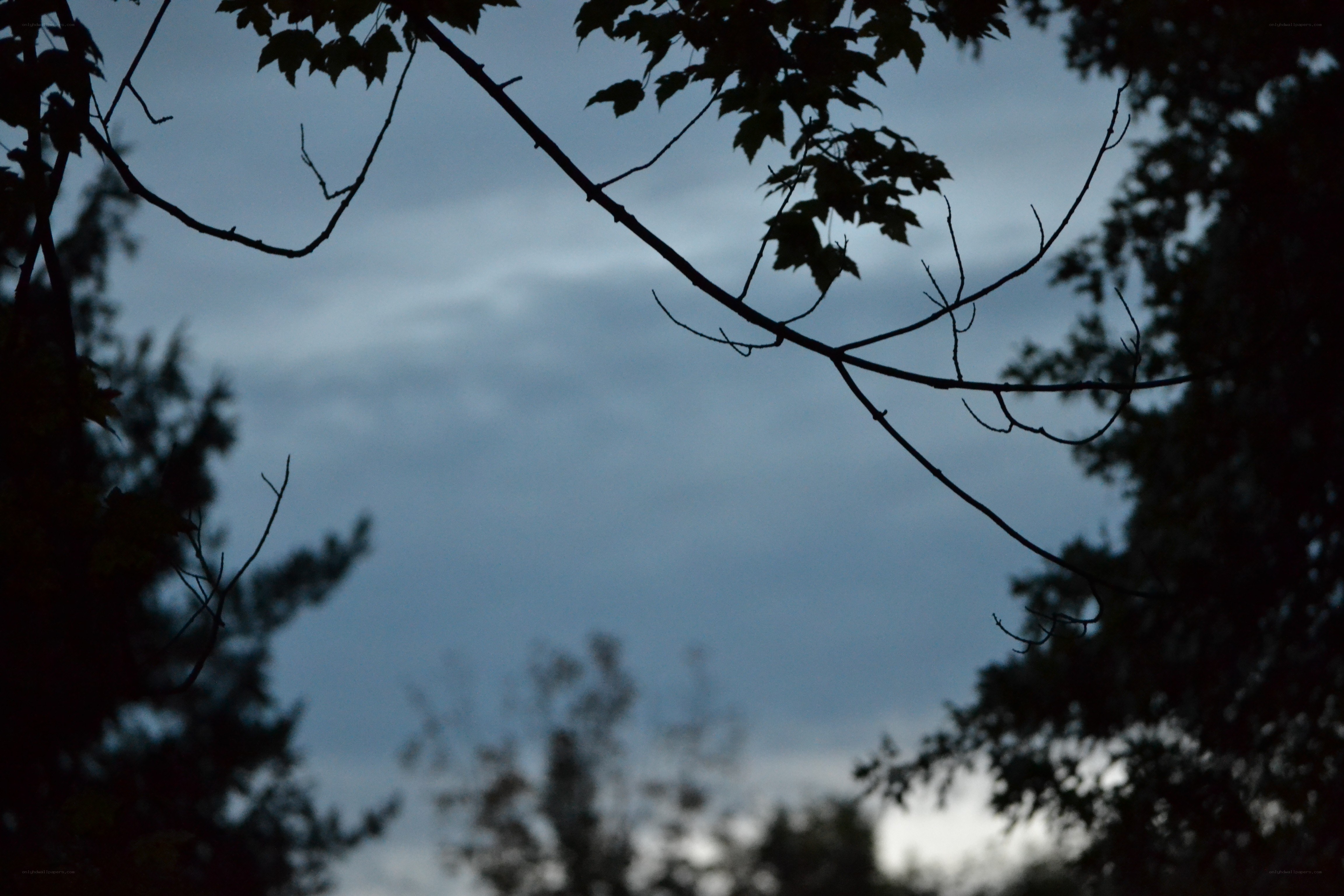 tree branches at dusk