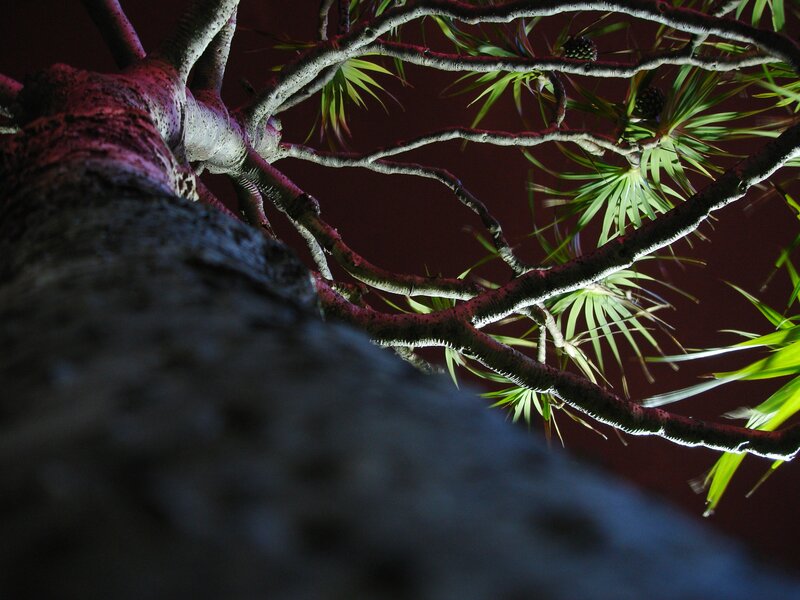 tree branches at night