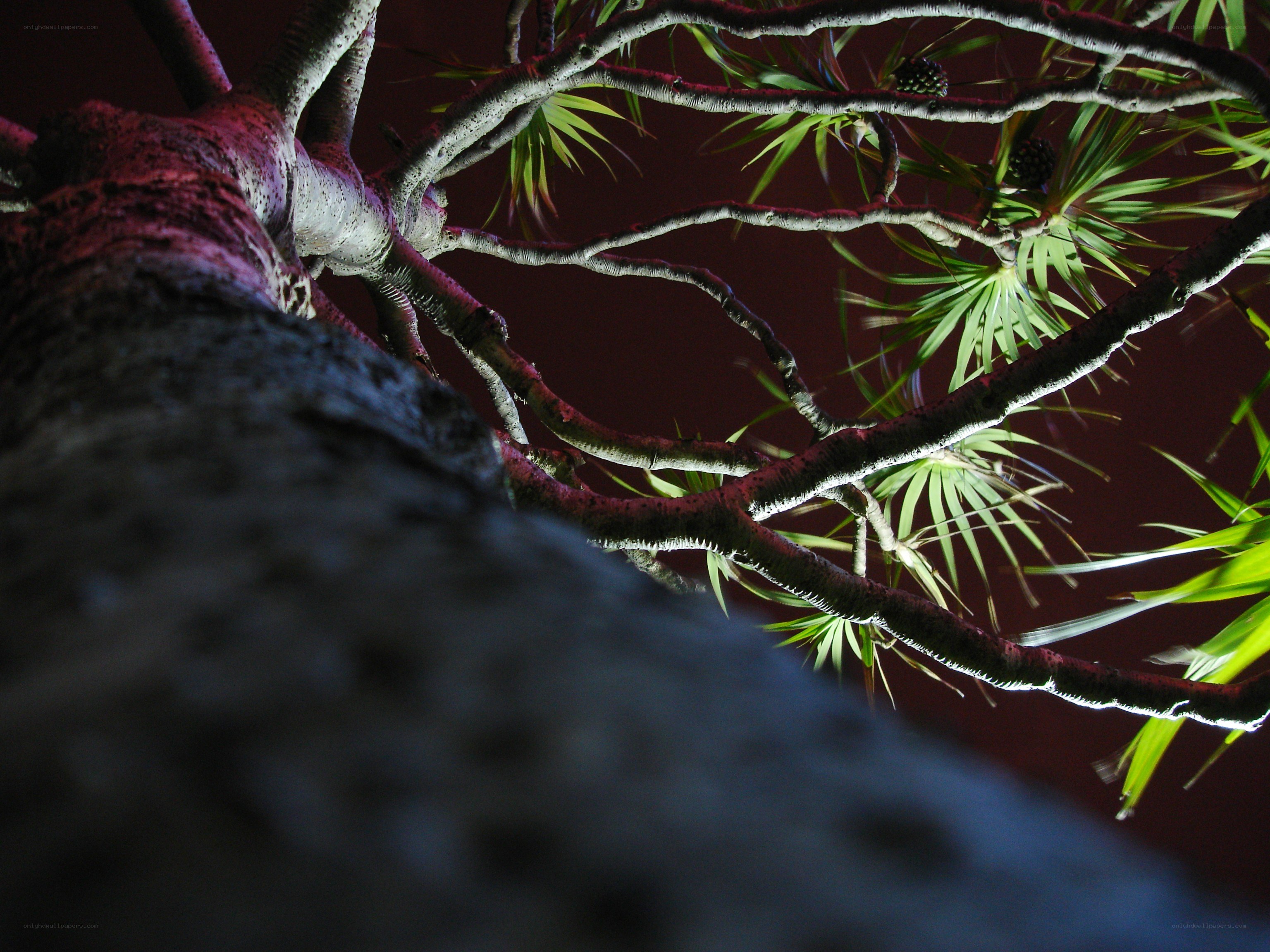 tree branches at night