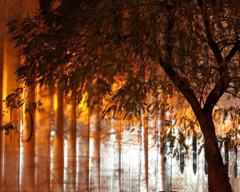 tree branches at night
