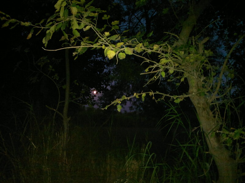 Tree Branches at Night — Green