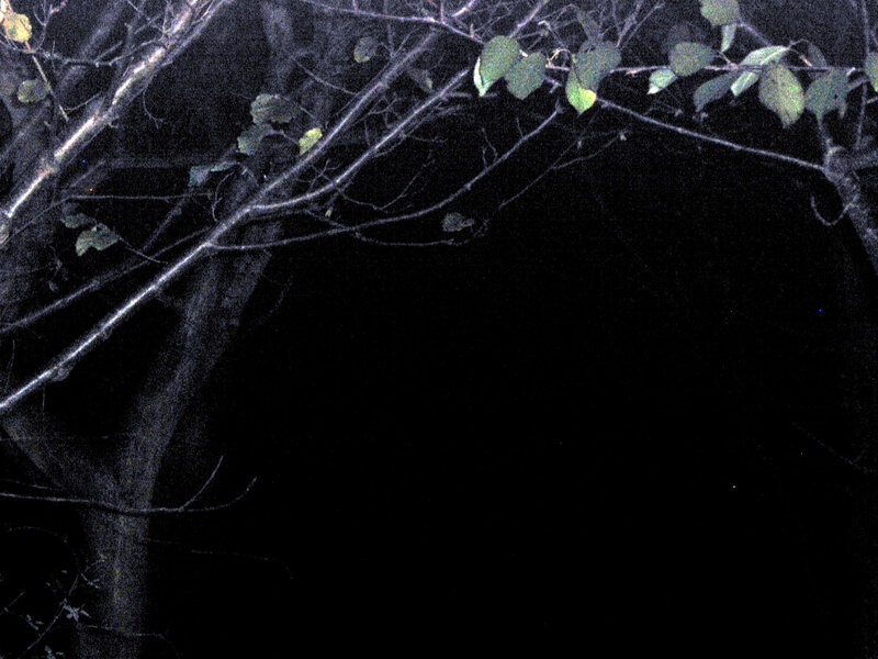 tree branches at night