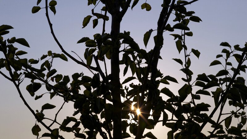 Tree Branches at Sunset — Black