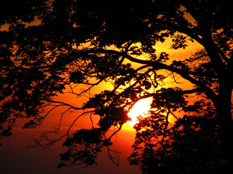 Tree Branches at Sunset — Orange, Dramatic