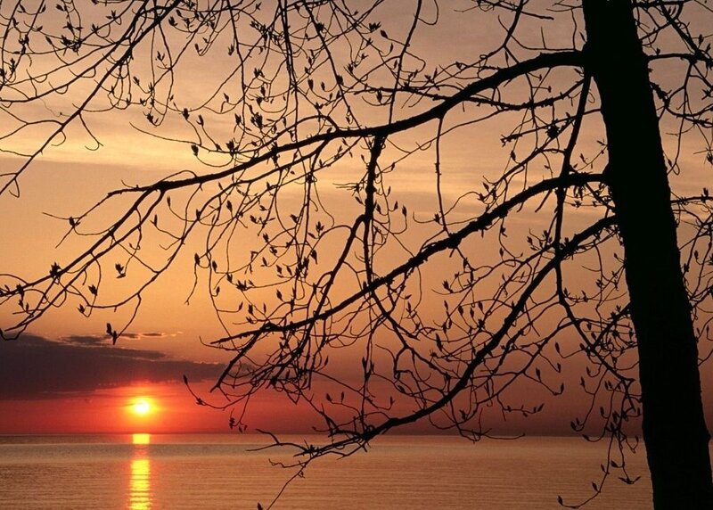 Tree Branches at Sunset — Orange