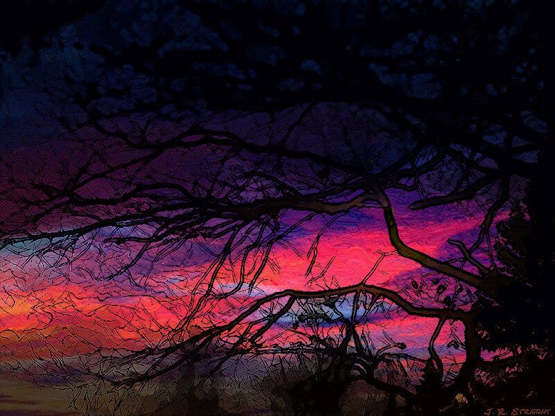 Tree Branches at Sunset — Purple
