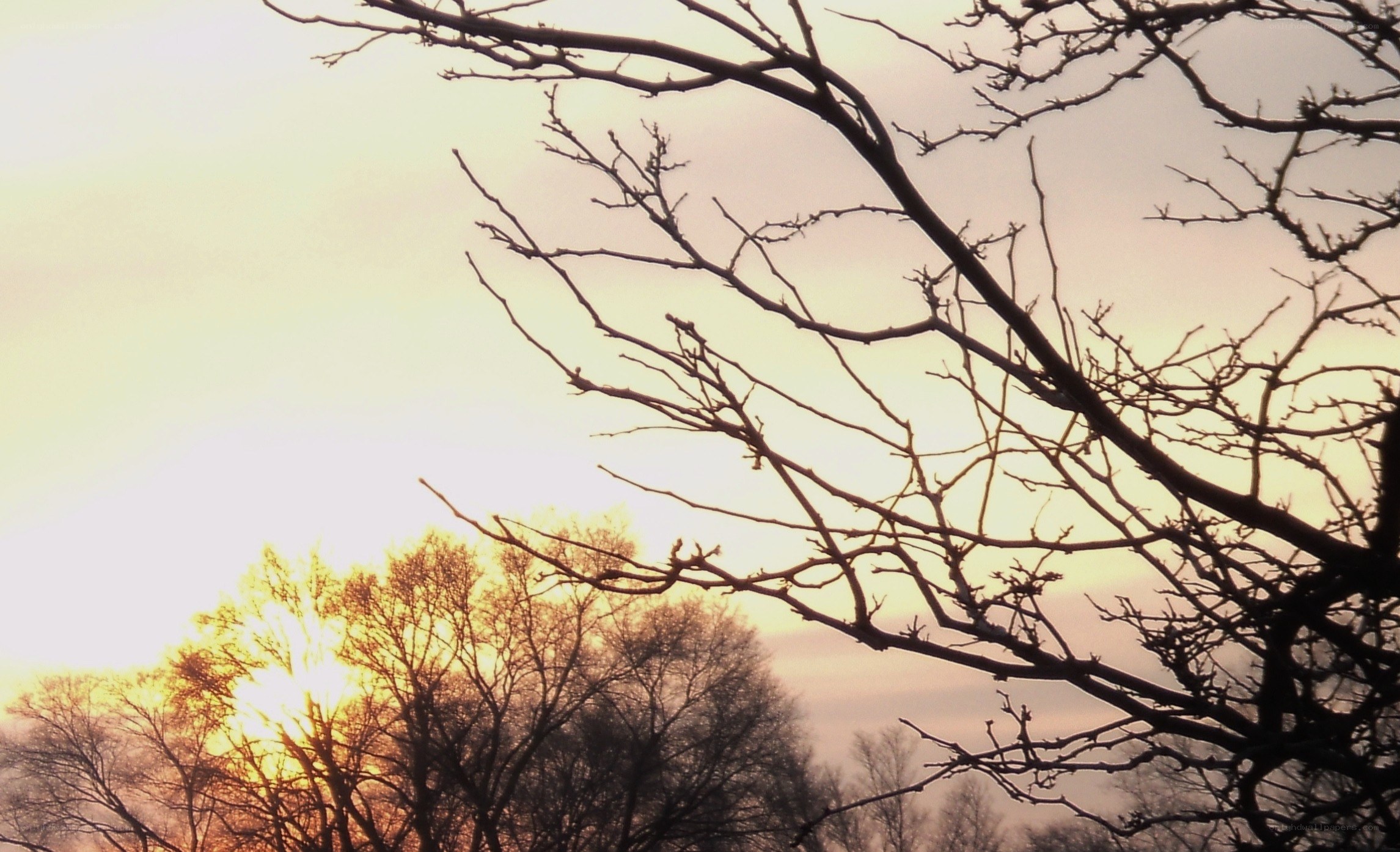 tree branches at sunset