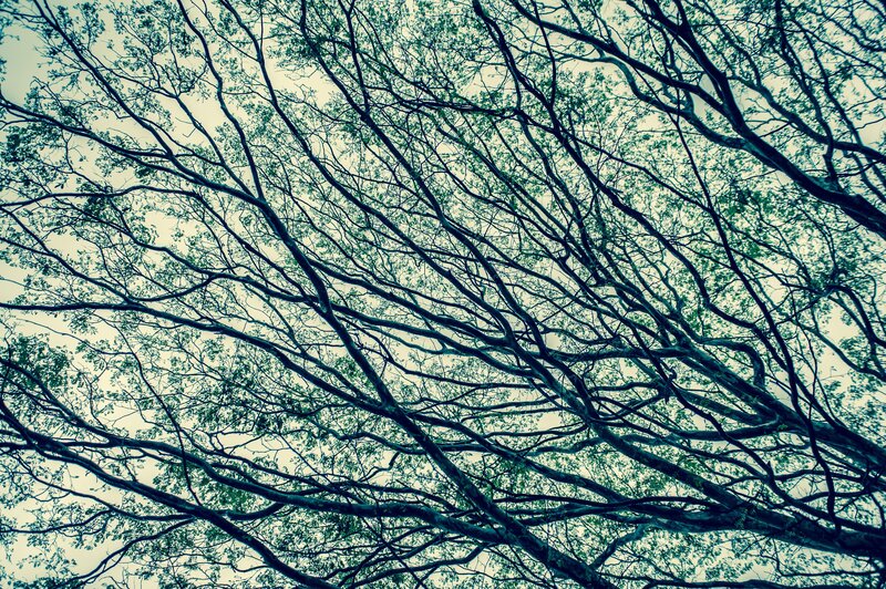 Tree Branches Canopy