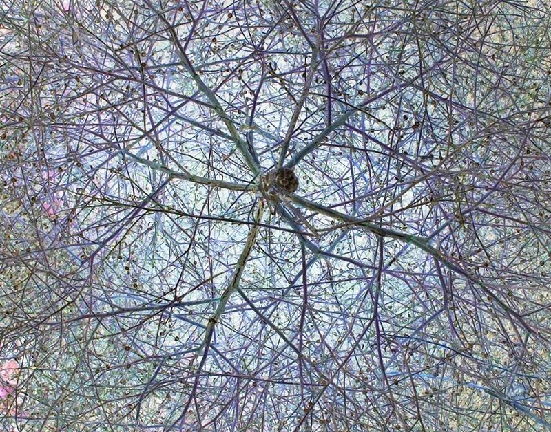 Tree Branches from Below — Blue
