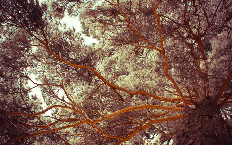 tree branches from below