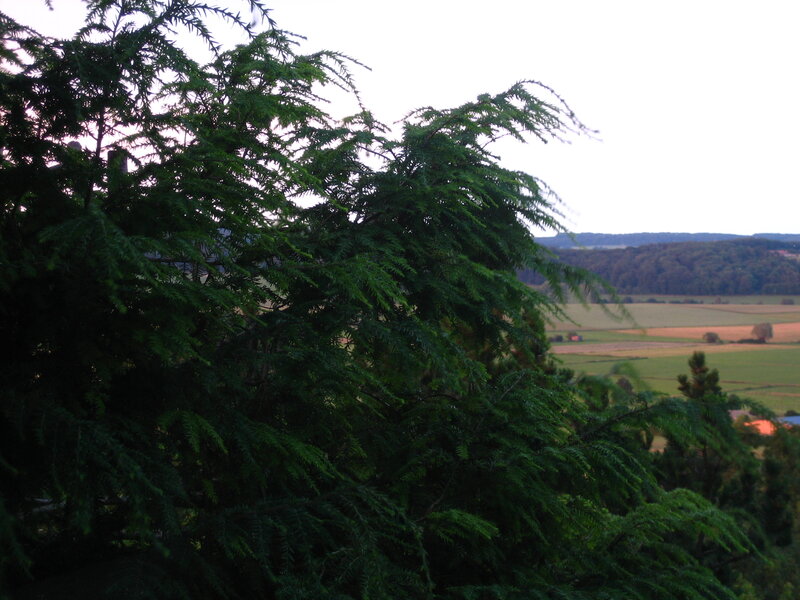 Tree branches in a rural landscape