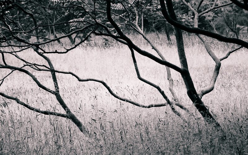 Tree Branches in Field