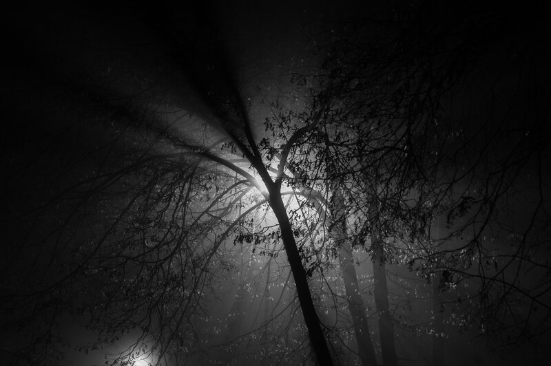 Tree Branches in Fog — Black