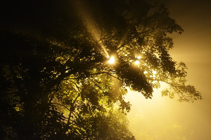 Tree Branches in Fog