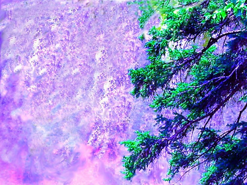 Tree Branches in Purple Sky