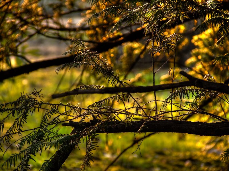 Tree Branches in Sunlight — Green