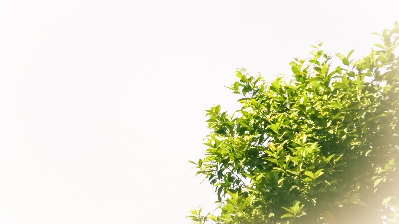 tree branches in sunlight