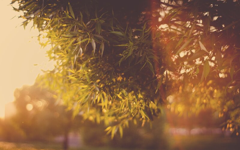Tree Branches in Sunlight — Yellow