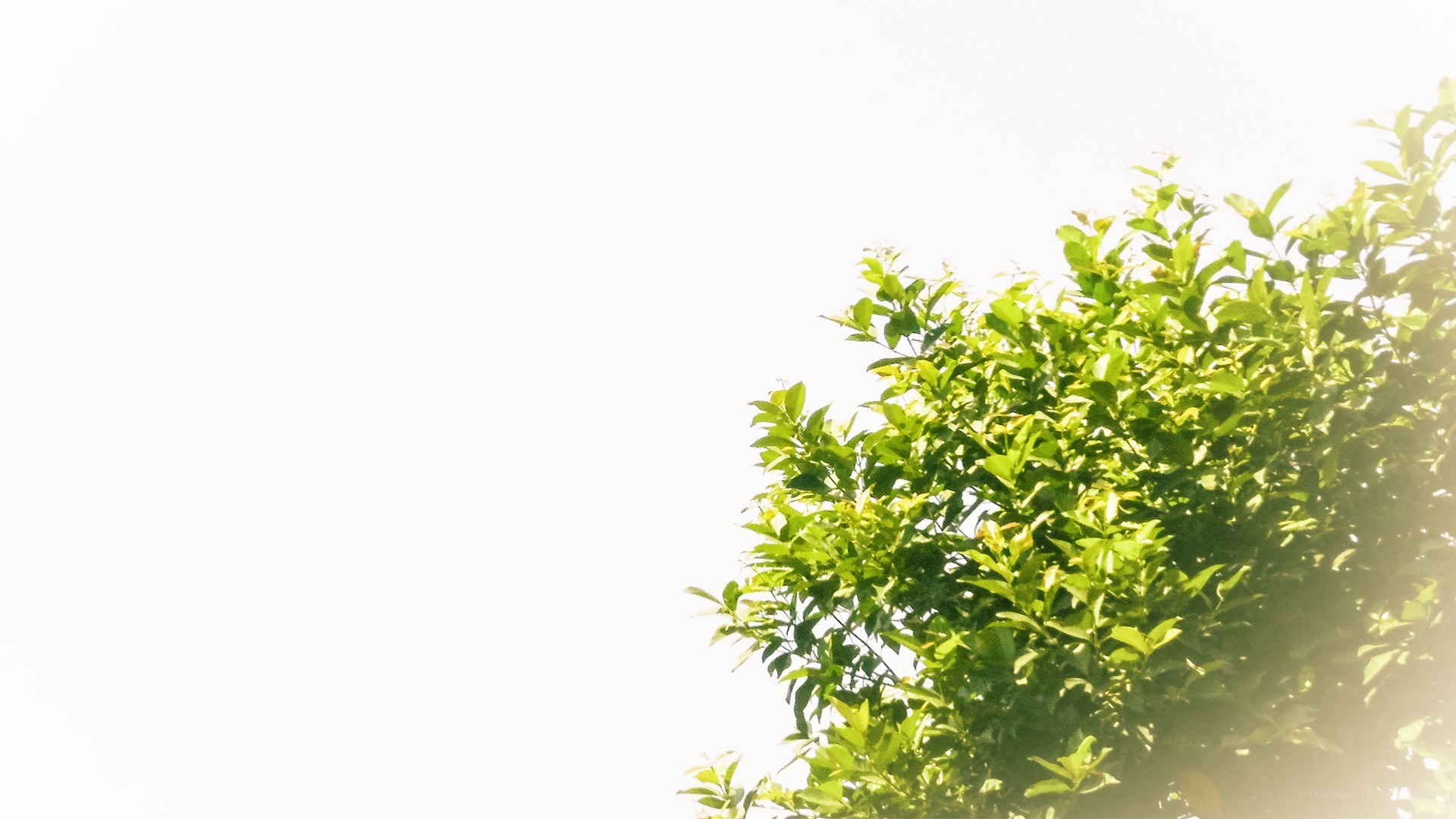 tree branches in sunlight