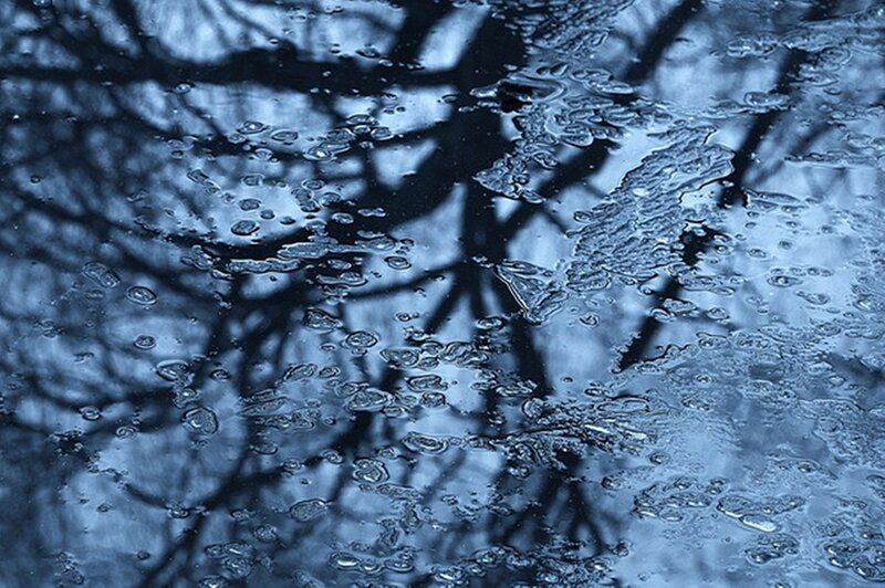 Tree Branches in Water — Blue