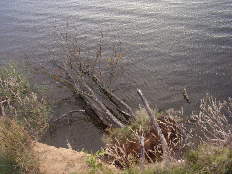 tree branches in water