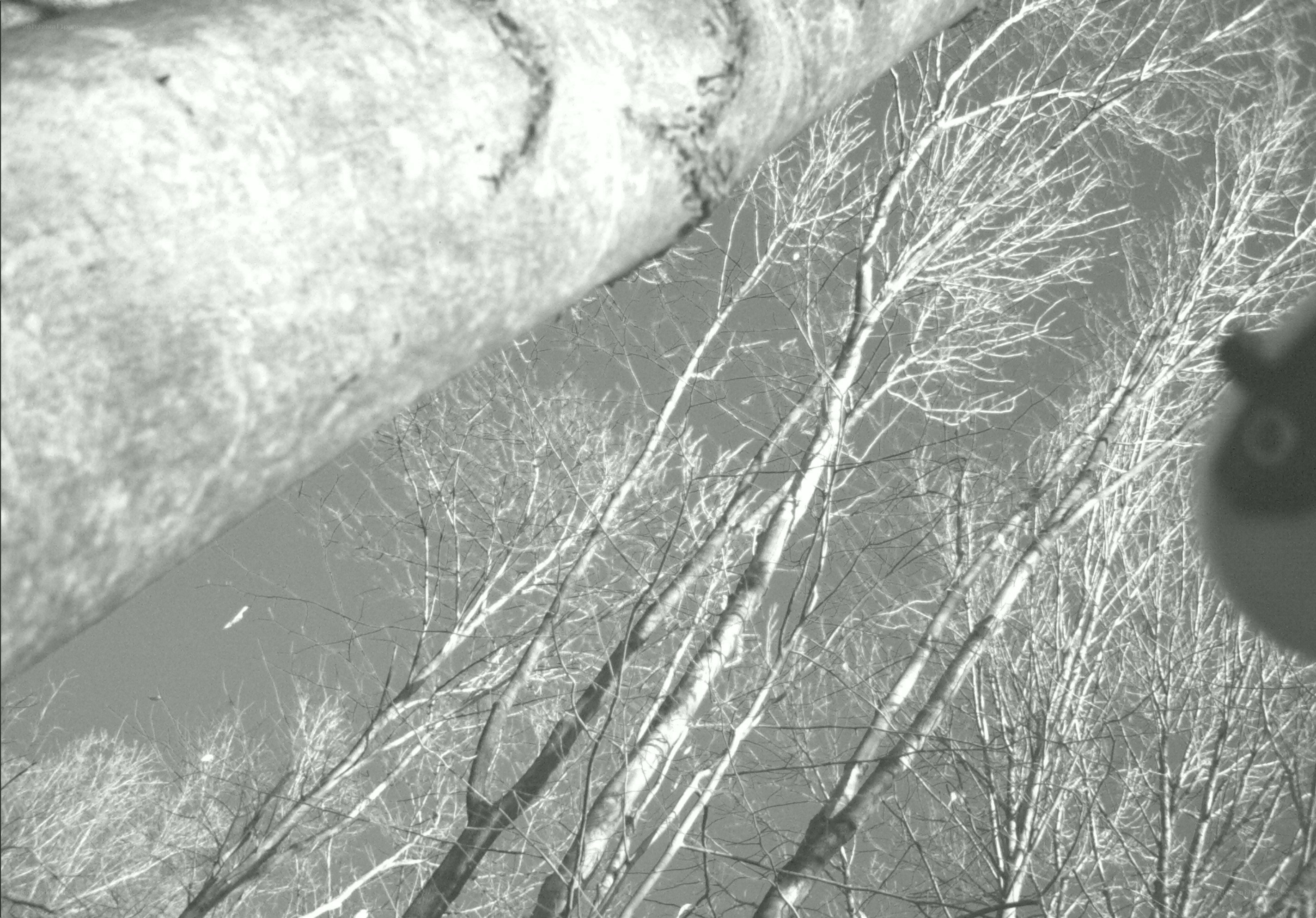 tree branches in winter
