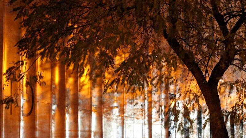 Tree Branches on Glass