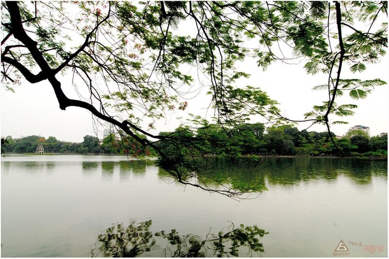 Tree branches over a lake