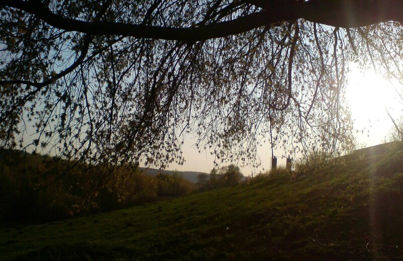 Tree Branches over Hill