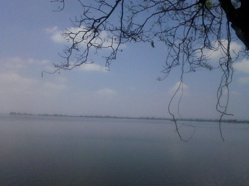 Tree Branches over Lake — Blue
